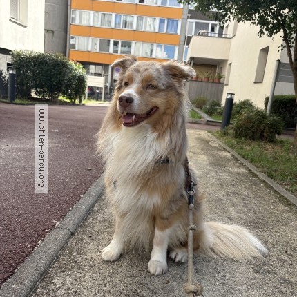 Photo of a dog found in Lyon