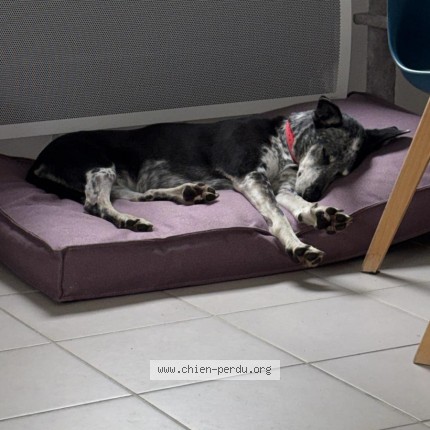 Photo of a dog found in Toulouse