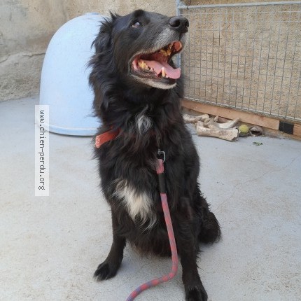 Photo of a dog found in Lusignan