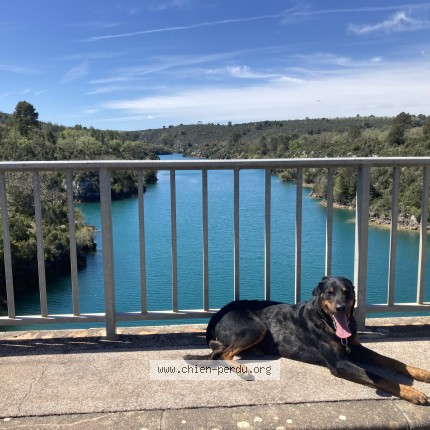 Photo of a dog found in Notre Dame De L Osier