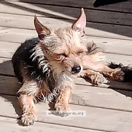 Photo of a dog found in Mazet St Voy