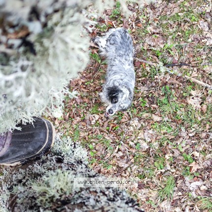Photo of a dog found in Vaujany