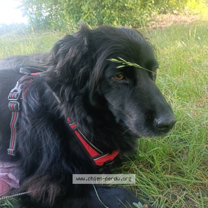 Foto eines wiedergefundenen Hundes in Saint Pierre D Albigny