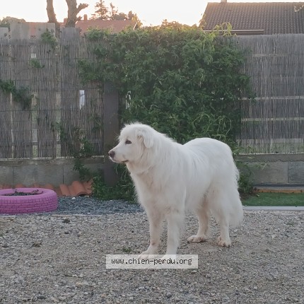 Photo of a dog found in Mions