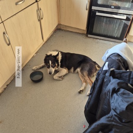Photo 1/1 Found dog Found in Macclesfield