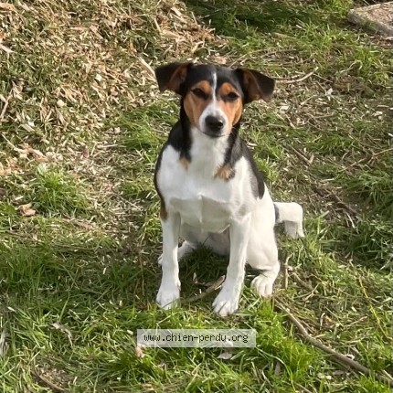 Photo of a dog found in La Chassagne