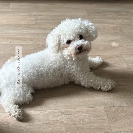 Photo of a dog found in Cenon