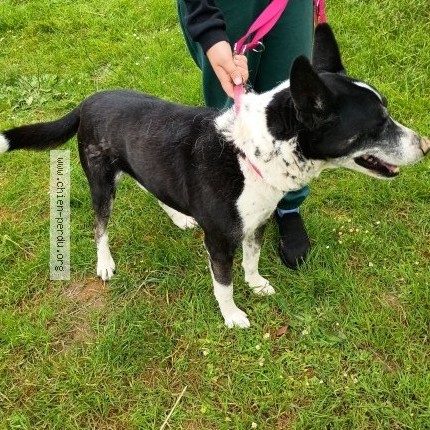 Photo of a dog found in Montescourt Lizerolles