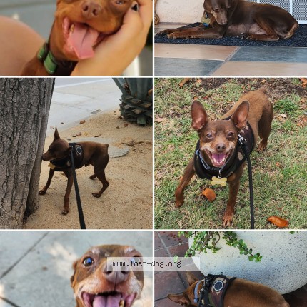 Photo 1/1 Meatloaf Dog lost in Los Angeles