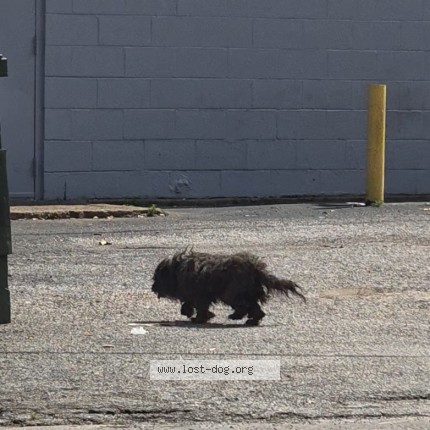 Photo 1/1 Found dog Found in Arlington