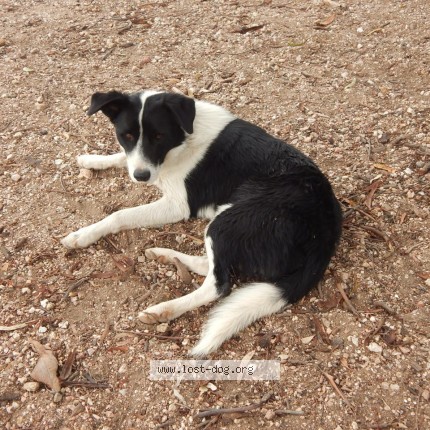 Photo 1/1 Pip Dog lost in Rowsley