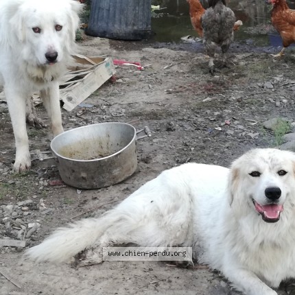 Photo of a dog found in Bouleternere
