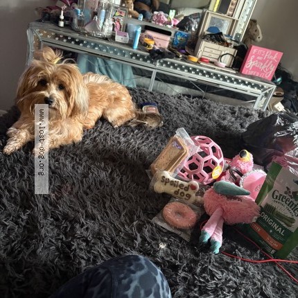 Photo 1/1 Mercedes Dog lost in Florissant