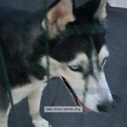 Photo of a dog found in Manosque
