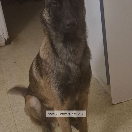 Photo of a dog found in Ifs