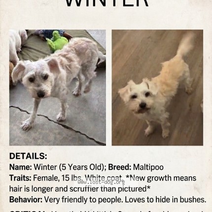 Photo 1/1 Winter Dog lost in Santa Clara