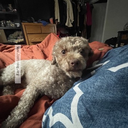 Photo 1/1 Found dog Found in Arvada