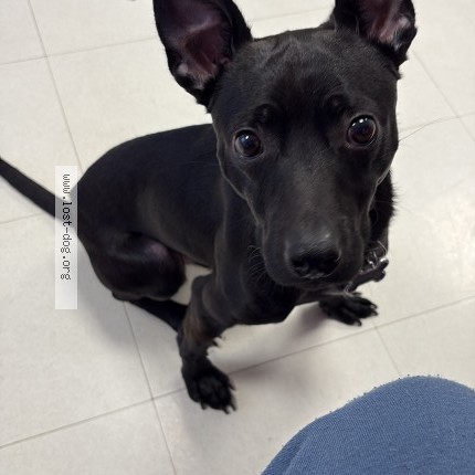 Photo 1/3 no name Dog lost in Buffalo