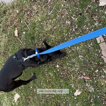 Photo 2/3 no name Dog lost in Buffalo