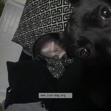 Photo 3/3 no name Dog lost in Buffalo