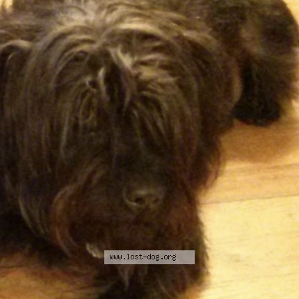 Photo 1/1 hope Dog lost in Baltimore