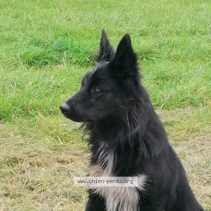 Photo of a dog found in Gye Sur Seine