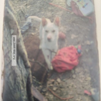 Photo 1/1 oden Dog lost in Columbus