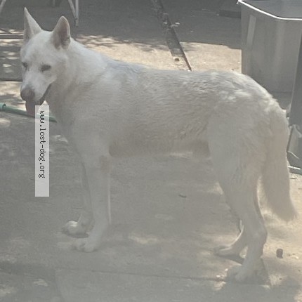 Photo 1/1 Found dog Found in Houston