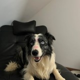 Elvis