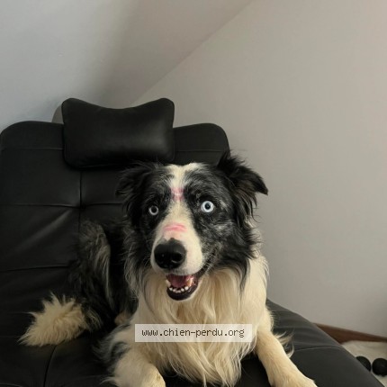 Foto van vermiste hond in Selange