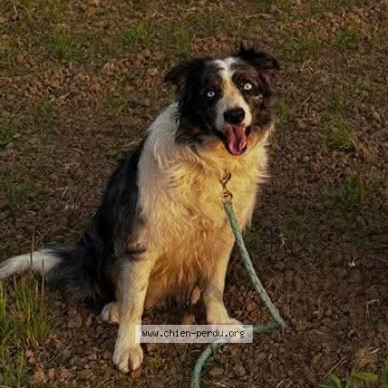 Foto 2/4 Elvis Hond vermist in Selange