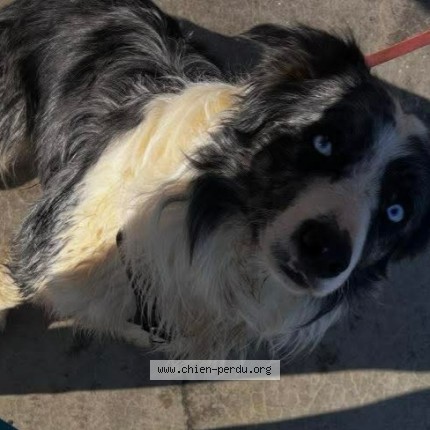 Foto 3/4 Elvis Hond vermist in Selange