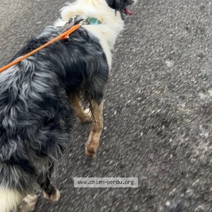 Foto 4/4 Elvis Hond vermist in Selange