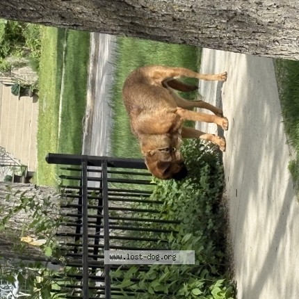 Photo 1/1 Found dog Found in Winnipeg