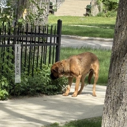 Photo 1/1 Found dog Found in Winnipeg