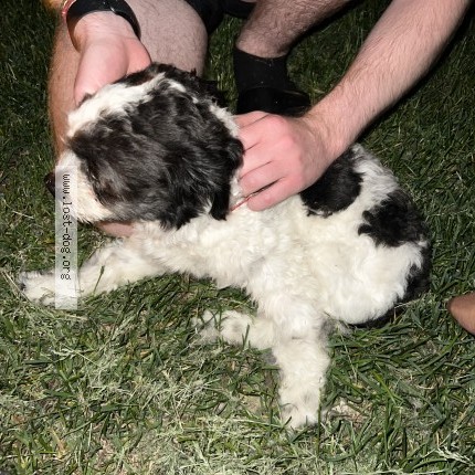 Photo 1/1 Found dog Found in New Brighton