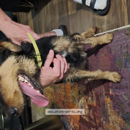 Foto van gevonden hond in Mourcourt Belgique