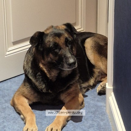 Foto van vermiste hond in Herstal