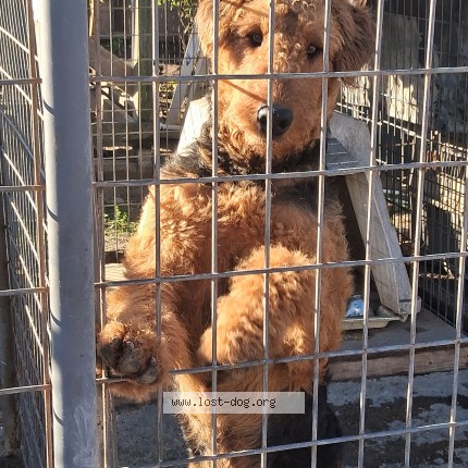 Photo 1/1 Reunited dog Lost in Sisquoc