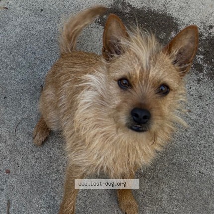 Photo 1/1 Kemper Dog lost in Sun Valley