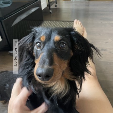 Photo 1/1 Reunited dog Lost in Magna