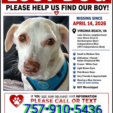 Photo 1/1 SPRITEY Dog lost in Virginia Beach