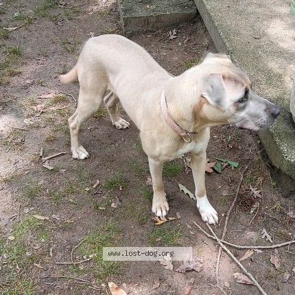 Photo 1/1 Found dog Found in Mableton