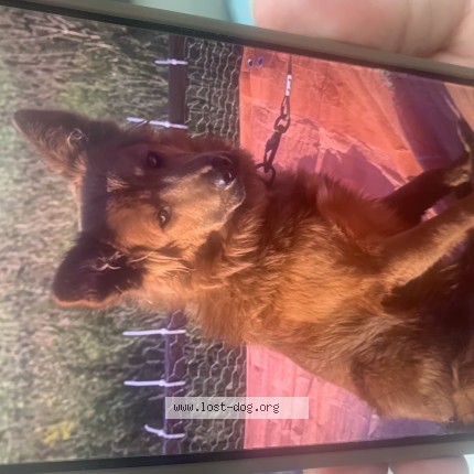 Photo 1/1 Fluffy Dog lost in Ohsweken