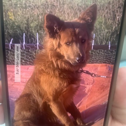 Photo 1/1 Fluffy Dog lost in Ohsweken