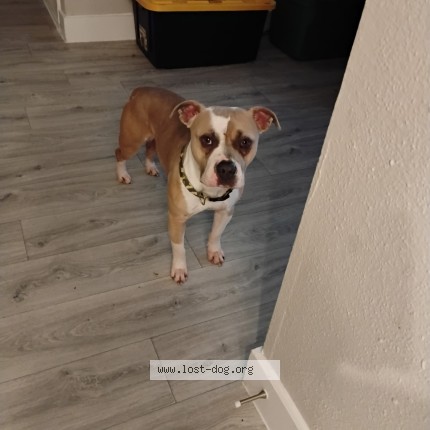 Photo 1/1 Found dog Found in Spring