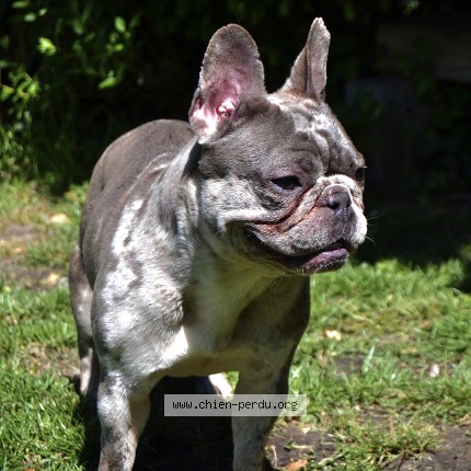 Foto 1/1 Vegas Hond vermist in Beauraing