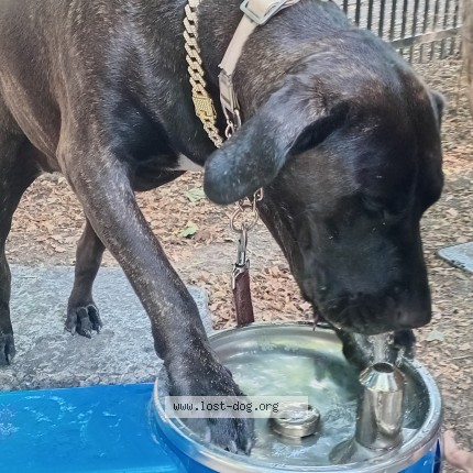 Photo 1/1 lola Dog lost in Toronto