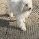 Palomito