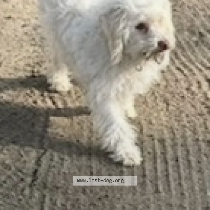Photo 1/1 Palomito Dog lost in Caruthers